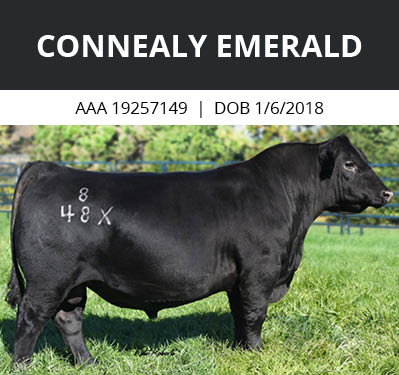 Connealy Emerald bull