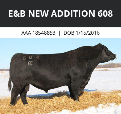E&B New Addition bull