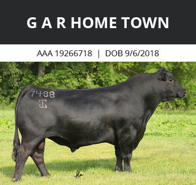 G A R Home Town bull