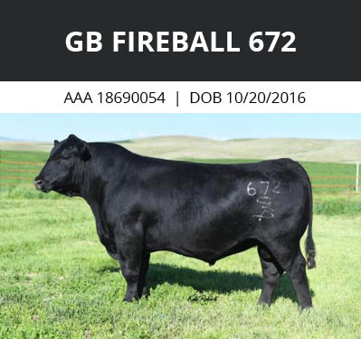GB Fireball bull