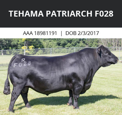 Tehama Patriarch bull