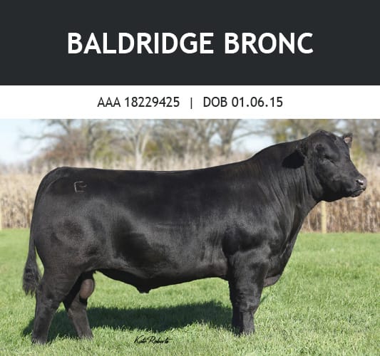 Baldridge Bronc bull