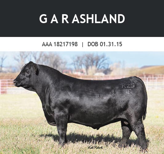 Ashland bull