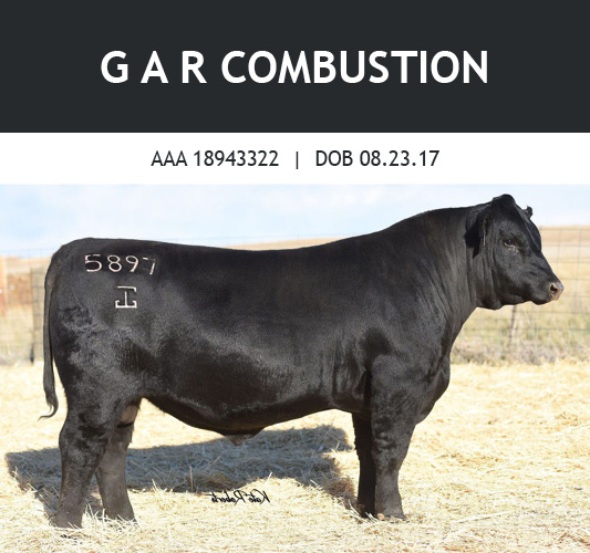 Combustion bull