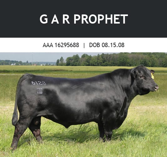 Prophet bull
