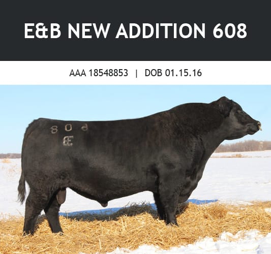 New Addition bull