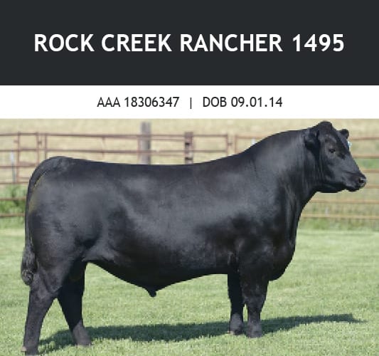 Rock Creek Rancher bull