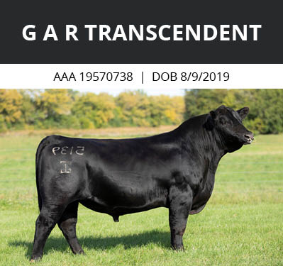 G A R Transcendent sire