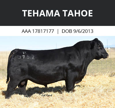 Tehama Tahoe bull